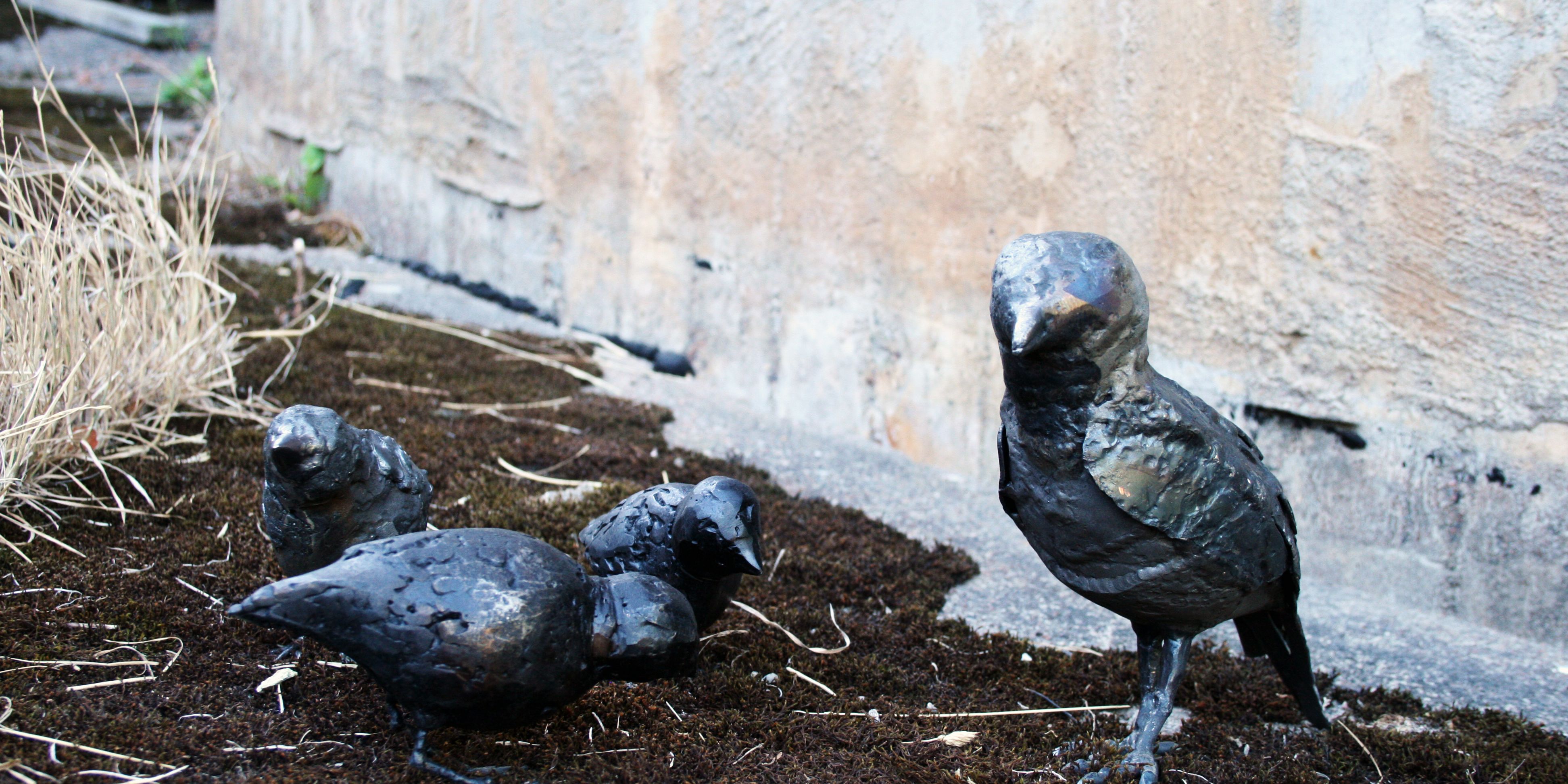 Kaja och sparvar mossa